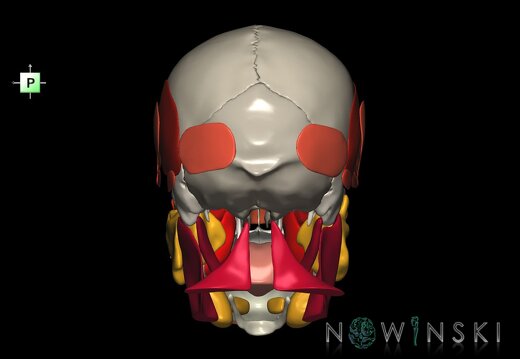 G3.T20.1-21-22.1.V3.C2.L0.Head muscles–Glands–Skull