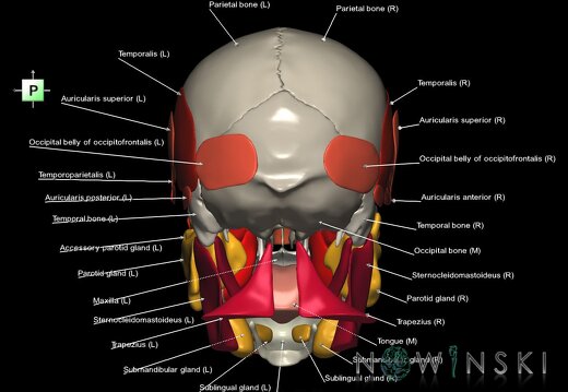 G3.T20.1-21-22.1.V3.C2.L1.Head muscles–Glands–Skull