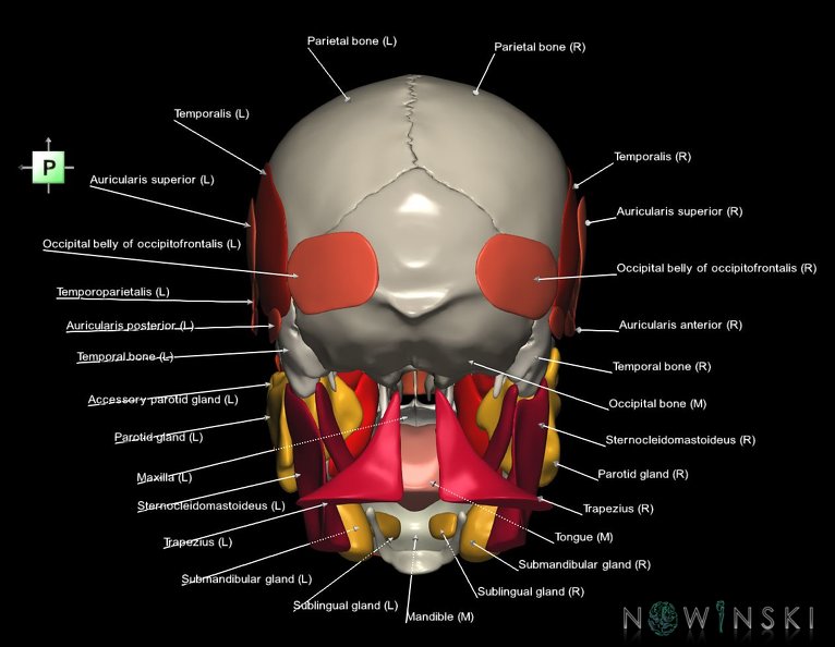 G3.T20.1-21-22.1.V3.C2.L1.Head_muscles–Glands–Skull.tiff