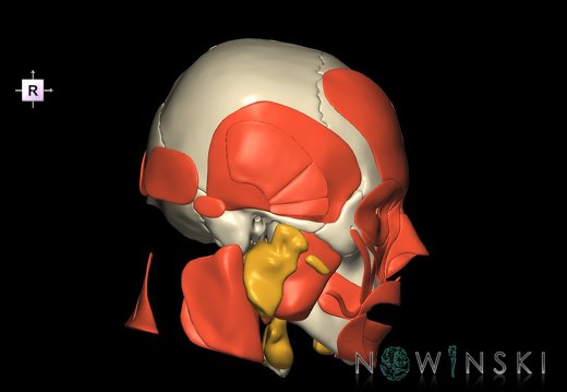 G3T20.1-21-22.1.HeadMuscles-Glands-Skull