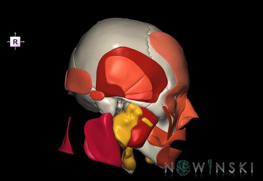 G3.T20.1-21-22.1.V4.C2.L0.Head muscles–Glands–Skull