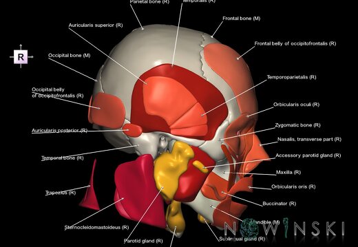 G3.T20.1-21-22.1.V4.C2.L1.Head muscles–Glands–Skull