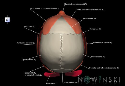 G3.T20.1-21-22.1.V5.C2.L1.Head muscles–Glands–Skull