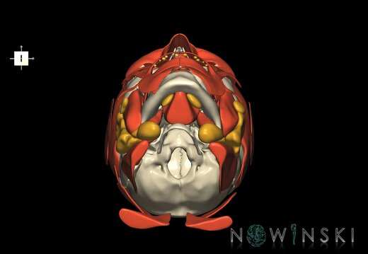 G3.T20.1-21-22.1.V6.C1.L0.Head muscles–Glands–Skull