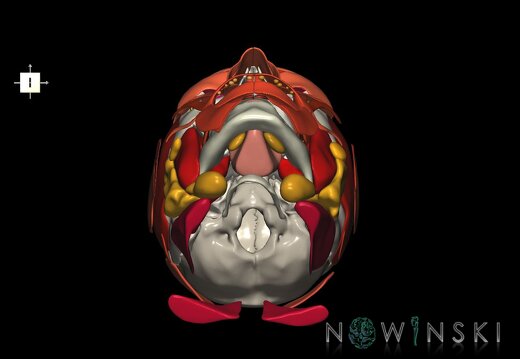 G3.T20.1-21-22.1.V6.C2.L0.Head muscles–Glands–Skull