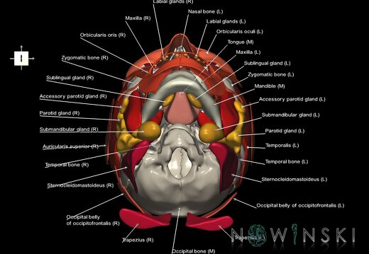 G3.T20.1-21-22.1.V6.C2.L1.Head muscles–Glands–Skull