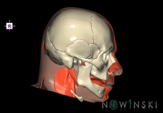 G3.T20.2-22.1-24.2.V4.C1.L0.Head muscles left–Skull–Skin left