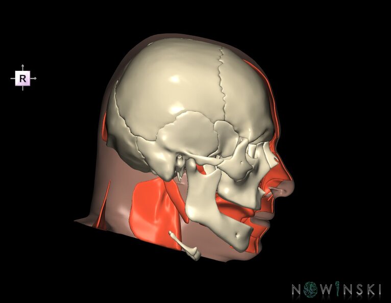 G3.T20.2-22.1-24.2.V4.C1.L0.Head_muscles_left–Skull–Skin_left.tiff