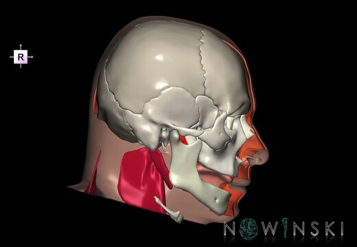 G3.T20.2-22.1-24.2.V4.C2.L0.Head muscles left–Skull–Skin left