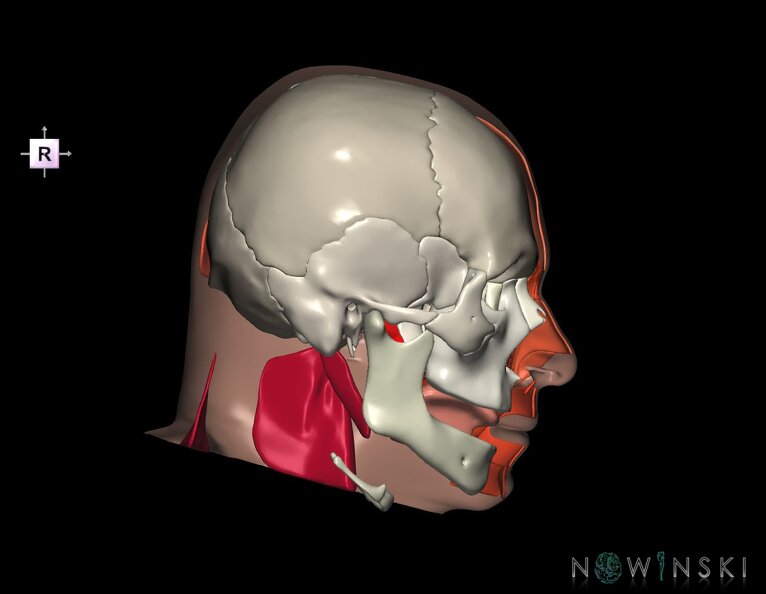 G3.T20.2-22.1-24.2.V4.C2.L0.Head_muscles_left–Skull–Skin_left.tiff