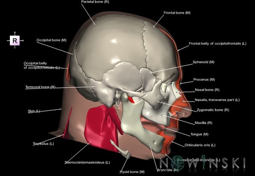 G3.T20.2-22.1-24.2.V4.C2.L1.Head muscles left–Skull–Skin left