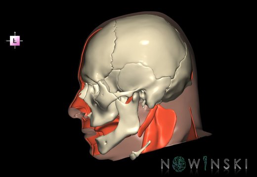 G3.T20.3-22.1-24.3.V2.C1.L0.Head muscles right–Skull–Skin right