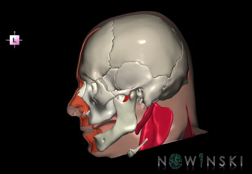 G3.T20.3-22.1-24.3.V2.C2.L0.Head muscles right–Skull–Skin right