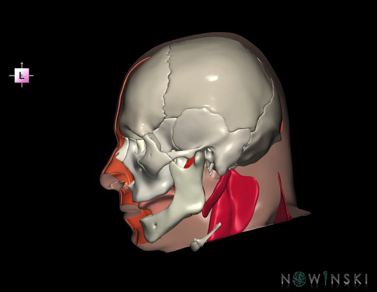 G3.T20.3-22.1-24.3.V2.C2.L0.Head_muscles_right–Skull–Skin_right.tiff