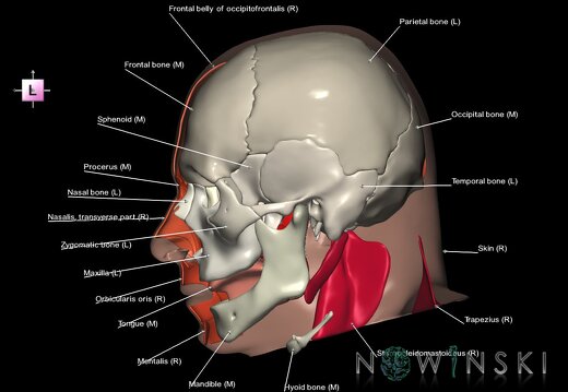 G3.T20.3-22.1-24.3.V2.C2.L1.Head muscles right–Skull–Skin right