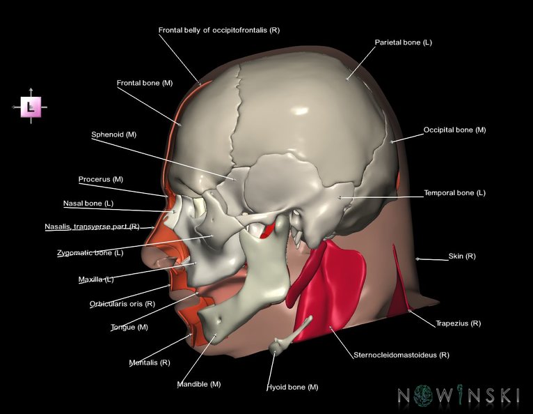 G3.T20.3-22.1-24.3.V2.C2.L1.Head_muscles_right–Skull–Skin_right.tiff