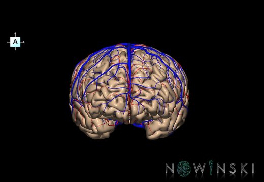 G3.T3.1-15.2-16.1.V1.C1.L0.Cerebrum–Intracranial arteries–Intracranial venous system