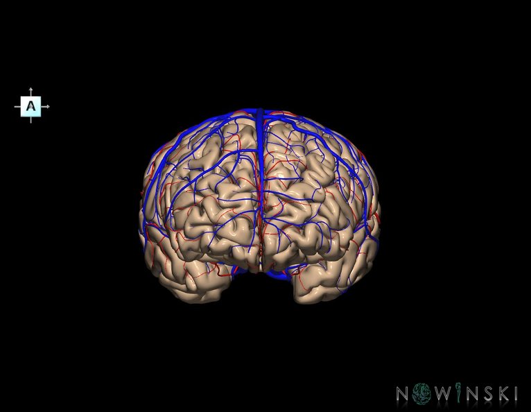 G3.T3.1-15.2-16.1.V1.C1.L0.Cerebrum–Intracranial_arteries–Intracranial_venous_system.tiff