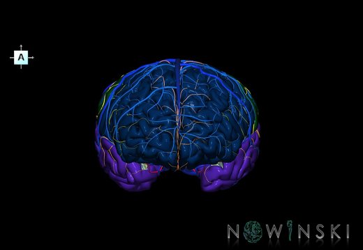 G3.T3.1-15.2-16.1.V1.C2.L0.Cerebrum–Intracranial arteries–Intracranial venous system