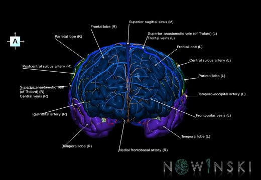 G3.T3.1-15.2-16.1.V1.C2.L1.Cerebrum–Intracranial arteries–Intracranial venous system