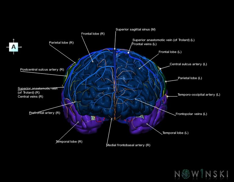 G3.T3.1-15.2-16.1.V1.C2.L1.Cerebrum–Intracranial_arteries–Intracranial_venous_system.tiff