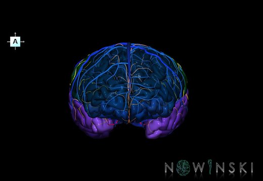 G3.T3.1-15.2-16.1.V1.C3-2-2.L0.Cerebrum–Intracranial arteries–Intracranial venous system