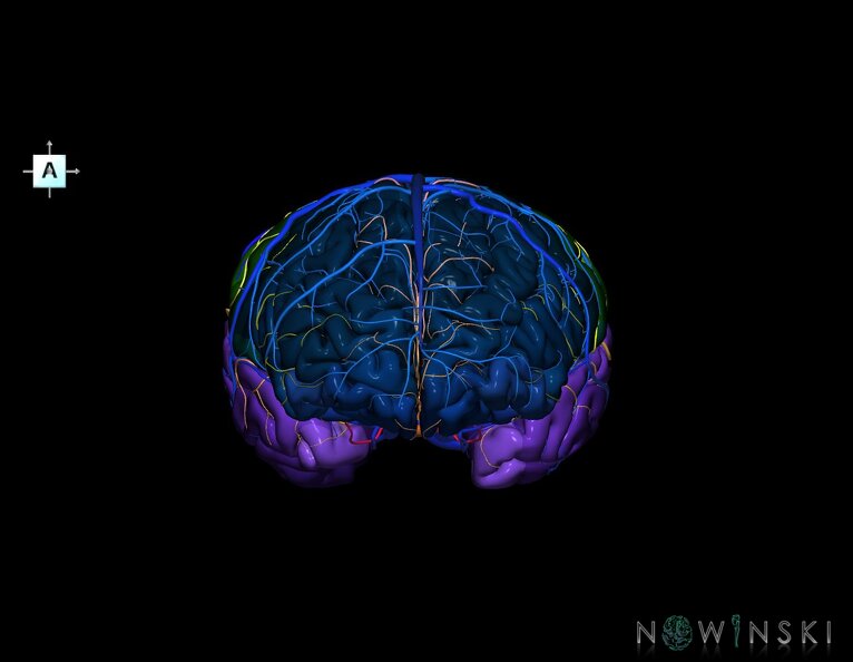 G3.T3.1-15.2-16.1.V1.C3-2-2.L0.Cerebrum–Intracranial_arteries–Intracranial_venous_system.tiff