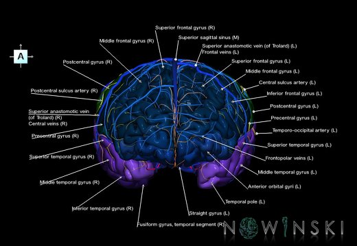 G3.T3.1-15.2-16.1.V1.C3-2-2.L1.Cerebrum–Intracranial arteries–Intracranial venous system