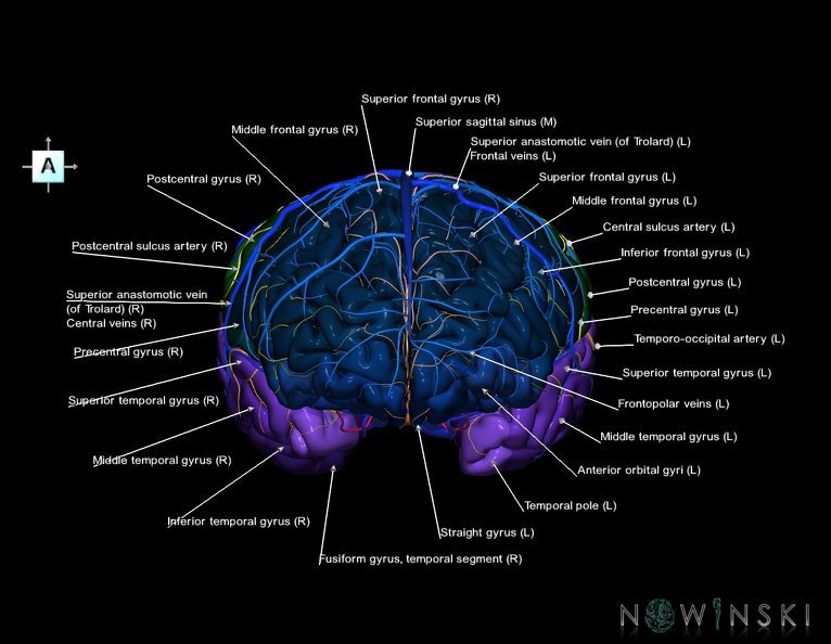 G3.T3.1-15.2-16.1.V1.C3-2-2.L1.Cerebrum–Intracranial_arteries–Intracranial_venous_system.tiff