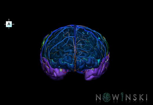 G3.T3.1-15.2-16.1.V1.C4-2-2.L0.Cerebrum–Intracranial arteries–Intracranial venous system