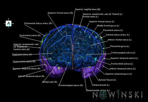 G3.T3.1-15.2-16.1.V1.C4-2-2.L1.Cerebrum–Intracranial arteries–Intracranial venous system