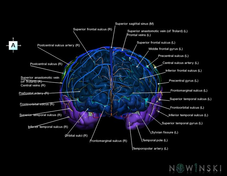 G3.T3.1-15.2-16.1.V1.C4-2-2.L1.Cerebrum–Intracranial_arteries–Intracranial_venous_system.tiff