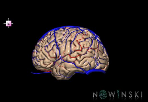 G3.T3.1-15.2-16.1.V2.C1.L0.Cerebrum–Intracranial arteries–Intracranial venous system