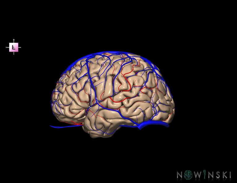 G3.T3.1-15.2-16.1.V2.C1.L0.Cerebrum–Intracranial_arteries–Intracranial_venous_system.tiff