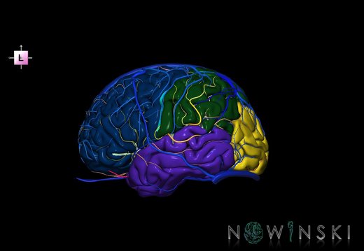 G3.T3.1-15.2-16.1.V2.C2.L0.Cerebrum–Intracranial arteries–Intracranial venous system