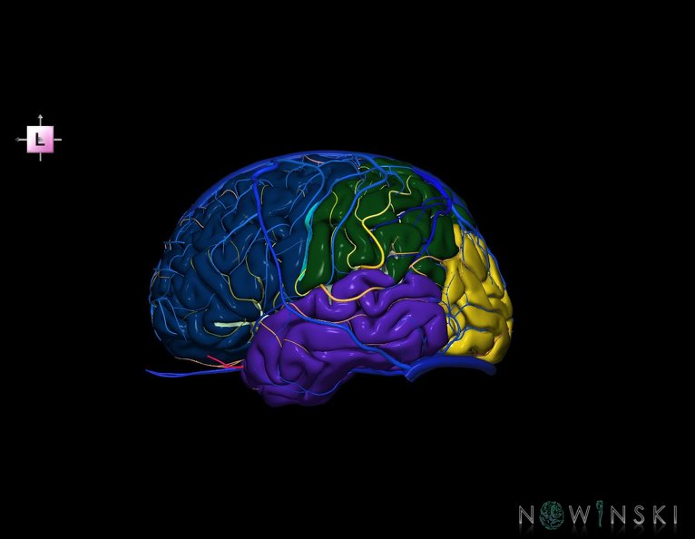 G3.T3.1-15.2-16.1.V2.C2.L0.Cerebrum–Intracranial_arteries–Intracranial_venous_system.tiff