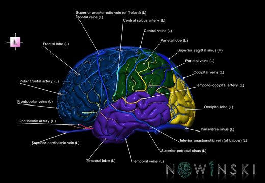 G3.T3.1-15.2-16.1.V2.C2.L1.Cerebrum–Intracranial arteries–Intracranial venous system