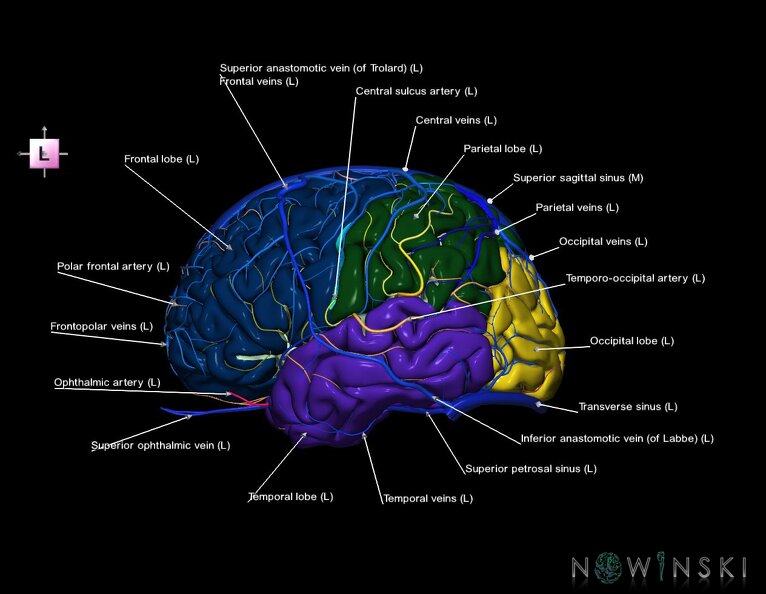 G3.T3.1-15.2-16.1.V2.C2.L1.Cerebrum–Intracranial_arteries–Intracranial_venous_system.tiff