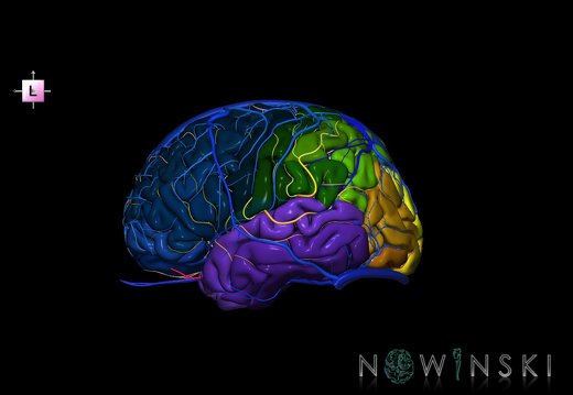 G3.T3.1-15.2-16.1.V2.C3-2-2.L0.Cerebrum–Intracranial arteries–Intracranial venous system