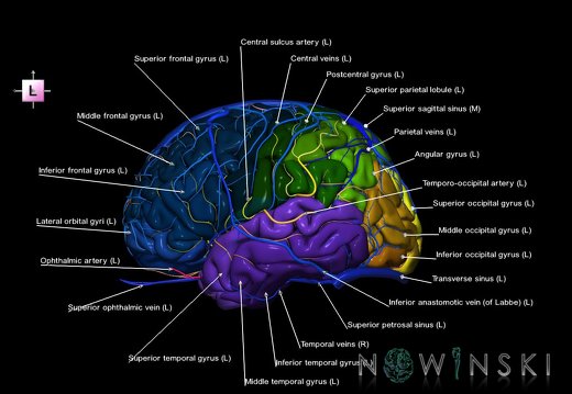 G3.T3.1-15.2-16.1.V2.C3-2-2.L1.Cerebrum–Intracranial arteries–Intracranial venous system