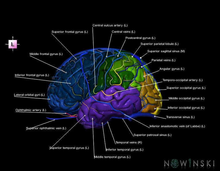 G3.T3.1-15.2-16.1.V2.C3-2-2.L1.Cerebrum–Intracranial_arteries–Intracranial_venous_system.tiff