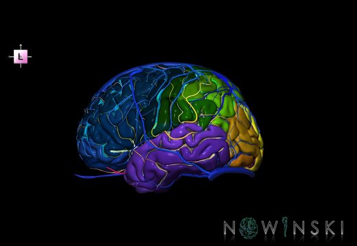 G3.T3.1-15.2-16.1.V2.C4-2-2.L0.Cerebrum–Intracranial arteries–Intracranial venous system