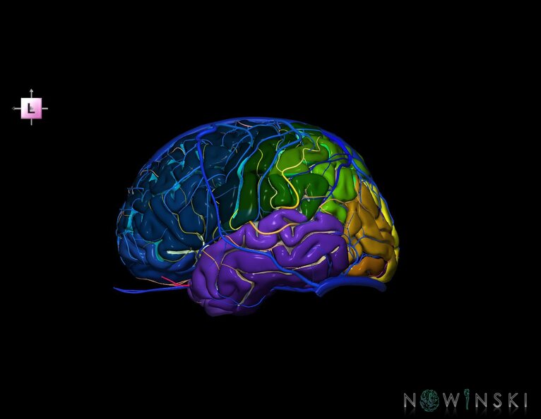 G3.T3.1-15.2-16.1.V2.C4-2-2.L0.Cerebrum–Intracranial_arteries–Intracranial_venous_system.tiff