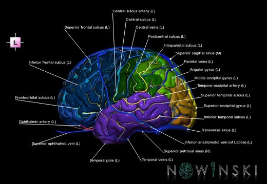 G3.T3.1-15.2-16.1.V2.C4-2-2.L1.Cerebrum–Intracranial arteries–Intracranial venous system