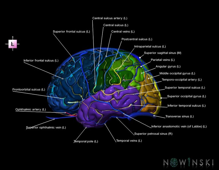 G3.T3.1-15.2-16.1.V2.C4-2-2.L1.Cerebrum–Intracranial_arteries–Intracranial_venous_system.tiff