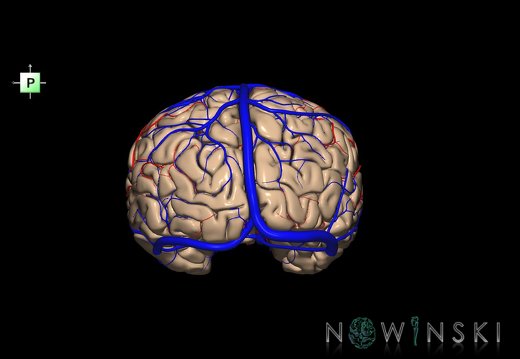 G3.T3.1-15.2-16.1.V3.C1.L0.Cerebrum–Intracranial arteries–Intracranial venous system