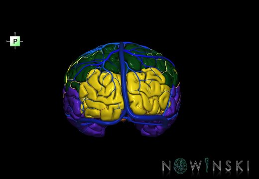 G3.T3.1-15.2-16.1.V3.C2.L0.Cerebrum–Intracranial arteries–Intracranial venous system