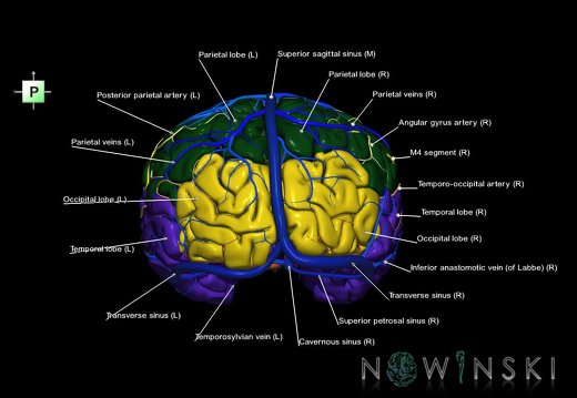 G3.T3.1-15.2-16.1.V3.C2.L1.Cerebrum–Intracranial arteries–Intracranial venous system