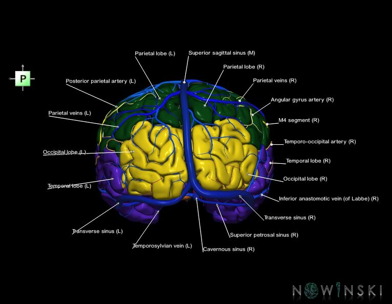G3.T3.1-15.2-16.1.V3.C2.L1.Cerebrum–Intracranial_arteries–Intracranial_venous_system.tiff