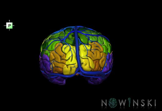 G3.T3.1-15.2-16.1.V3.C3-2-2.L0.Cerebrum–Intracranial arteries–Intracranial venous system